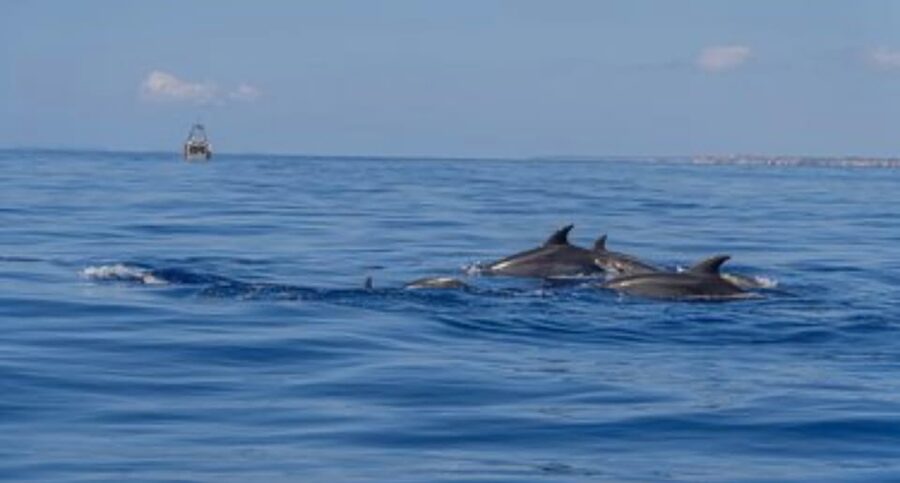 From Can Picafort: Dolphin Watching and Cave Boat Trip - How to get better dolphin views while staying comfortable