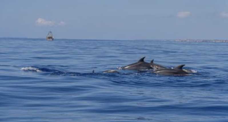 From Can Picafort: Dolphin Watching and Cave Boat Trip - The itinerary: sunrise option, dolphins, caves, then Es Coll Baix