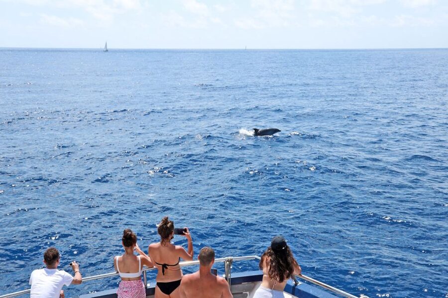 From Paguera: Dolphin Watching Cruise in a Glass-Bottom Boat - From Playa Tora Jetty to Santa Ponsa Area Seas