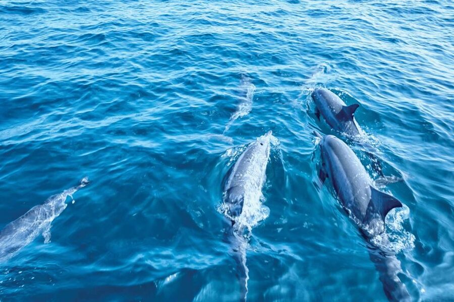 From Palma: 3-Hour Morning Dolphin Watching Boat Tour - Dolphins and Environment: The Mindset Behind the Trip