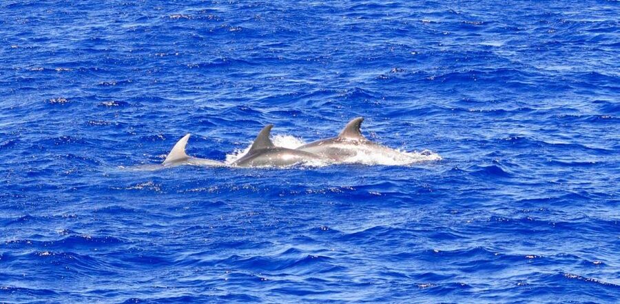 From Palma: 3-Hour Morning Dolphin Watching Boat Tour - Meeting Point Reality: Palma Transfer vs La Lonja