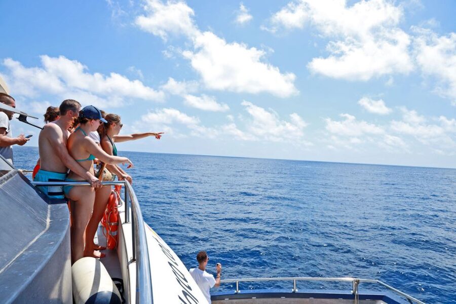 From Palma: 3-Hour Morning Dolphin Watching Boat Tour - Best for Who? Pick This If You Want a Sea Morning With Real Odds