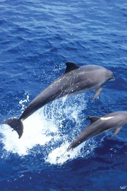 From Palma: Afternoon Dolphin-Watching Boat Tour - What to Bring for a 13:45 Departure (So You’re Not Scrambling)