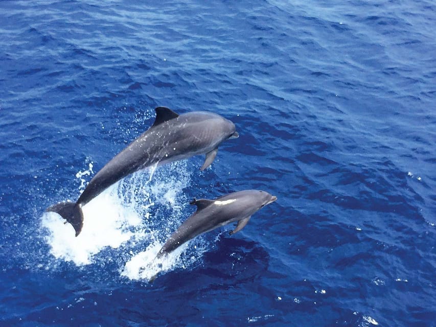From Palma: Afternoon Dolphin-Watching Boat Tour - Should You Book Cruise Cormoran Dolphin Watching From Palma?