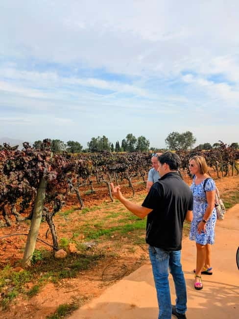From Palma de Mallorca: Private Wine and Local Flavors Tour - The Vineyard Walk and Estate Visit: What You Should Pay Attention To