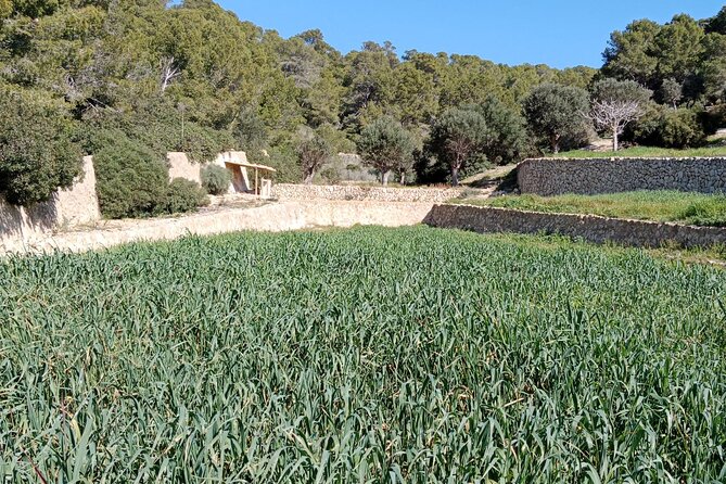 Guided Kayak & Hike from Sant Elm to Sa Dragonera - The Museum Stop Adds Context (Not Just Photos)