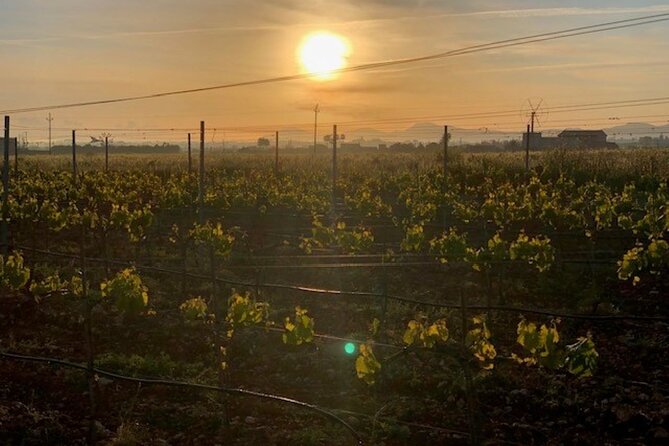 Guided tour of Butxet winery - The timing and how to plan your day