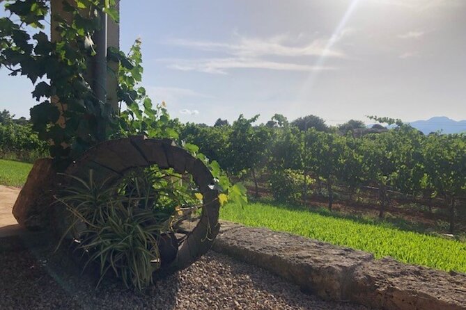 Guided tour of Butxet winery - Group size and who will enjoy it most