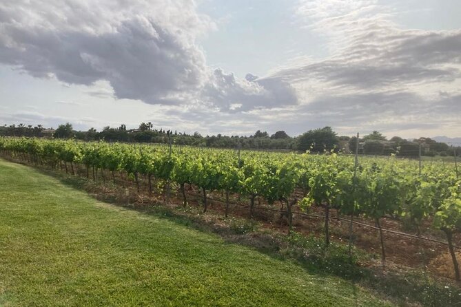 Guided tour of Butxet winery - What you’ll learn (and what to ask)