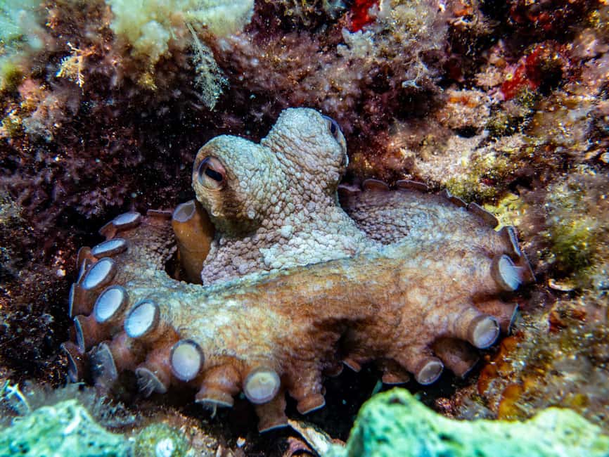 Mallorca: Adventure Diving (without a license - in the quiet off-season) - 16°C Water, No License, and a Small Group