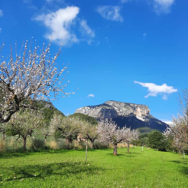 Mallorca: Almond Blossom Minivan Tour - GERMAN GUIDE - Quick hits: what makes this tour worth your time