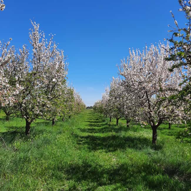 Mallorca: Almond Blossom Minivan Tour - GERMAN GUIDE - Almond blossom season: why Mallorca feels different here