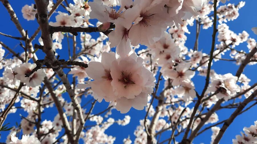 Mallorca: Almond Blossom Minivan Tour - GERMAN GUIDE - Photo stops in almond country: the best views aren’t random