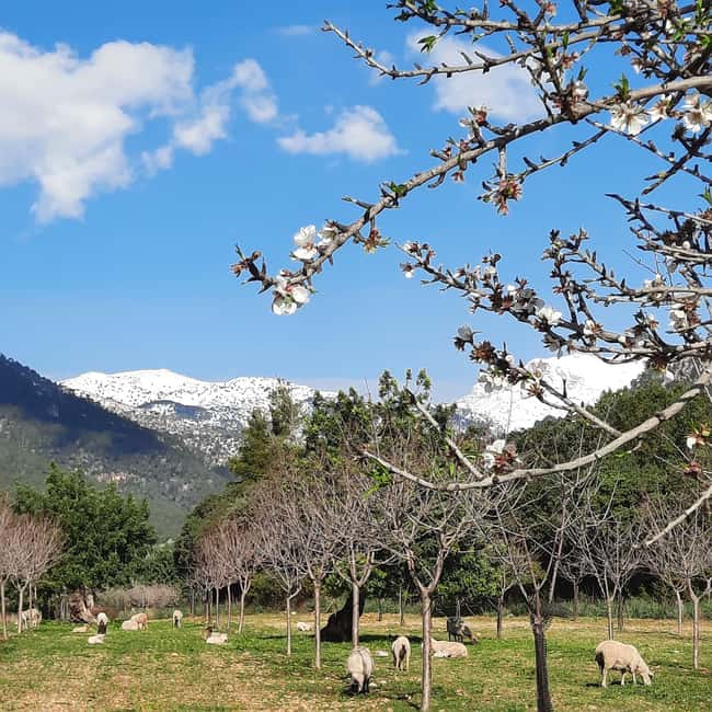 Mallorca: Almond Blossom Minivan Tour - GERMAN GUIDE - Getting to the good spots: minivan pickup and small-group flow