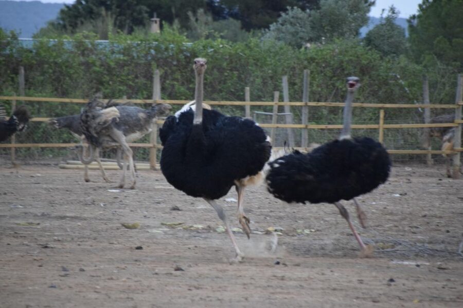 Mallorca: Artestruz - Ostrich Farm Ticket Entrance - Artestruz: what makes this ostrich farm worth your time
