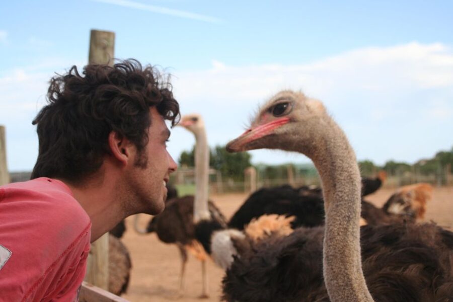 Mallorca: Artestruz - Ostrich Farm Ticket Entrance - Price and value: is $20 reasonable?