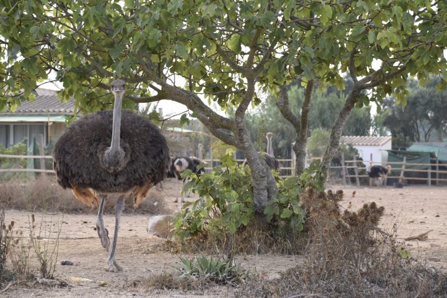 Mallorca: Artestruz - Ostrich Farm Ticket Entrance - Practicalities: where to park and how language support works