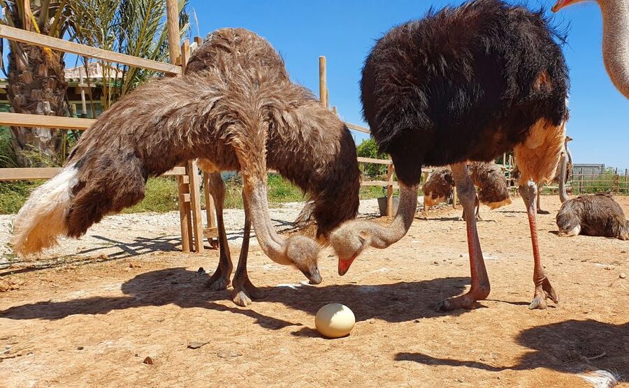 Mallorca: Artestruz - Ostrich Farm Ticket Entrance - Who should book Artestruz and who might skip it