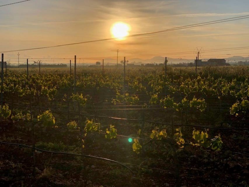 Mallorca: Bodega Butxet Vineyards & Winery Tour with Tasting - How to Dress and Plan Your Timing