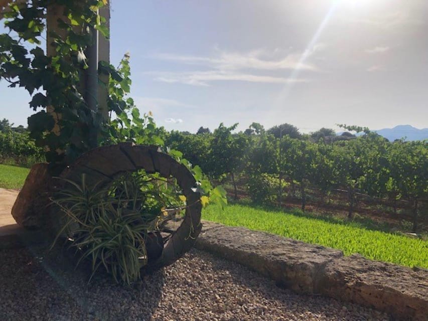 Mallorca: Bodega Butxet Vineyards & Winery Tour with Tasting - Getting There: Practical Options From Northern Areas