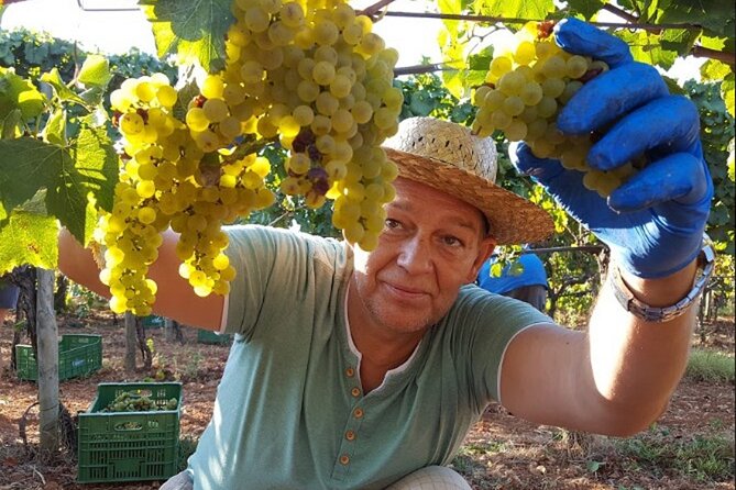 Mallorca Bodega & Olive Minibus Tour incl. Pick-up South Coast - Key things I’d watch for before you book