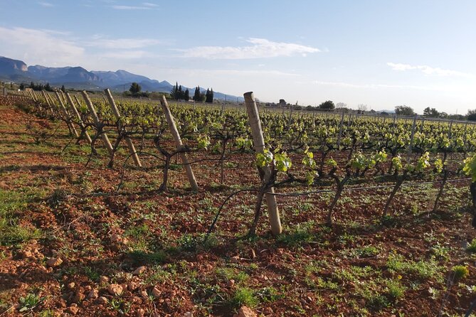 Mallorca Bodega & Olive Minibus Tour incl. Pick-up South Coast - Guide style: why the names you hear matter