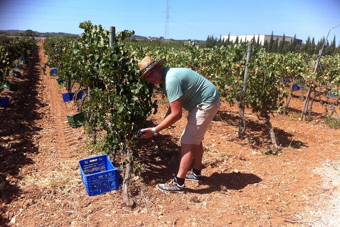 Mallorca Bodega & Olive Minibus Tour incl. Pick-up South Coast - Getting value from the wineries: what the guided bodega visits really add