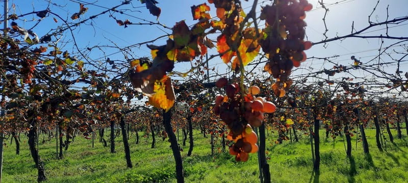 Mallorca: Bodega & Olives Minibustour with wine/oil tasting - Key highlights worth your attention