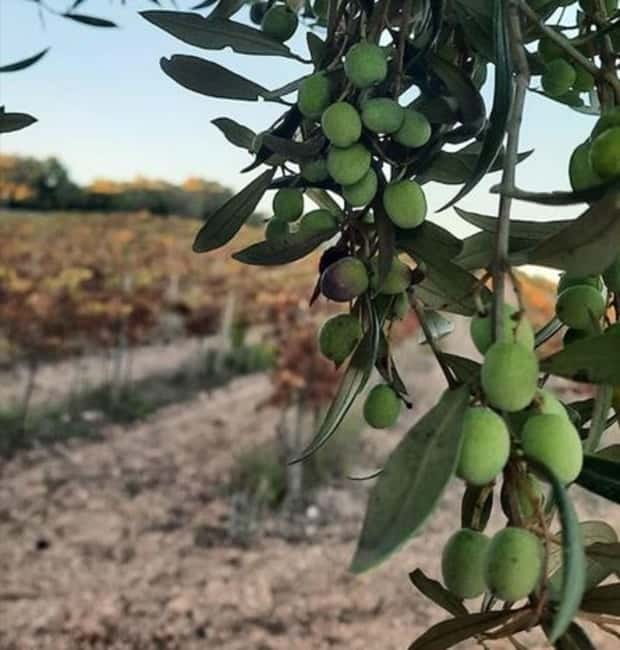 Mallorca: Bodega & Olives Minibustour with wine/oil tasting - Who this tour suits best (and who should skip it)