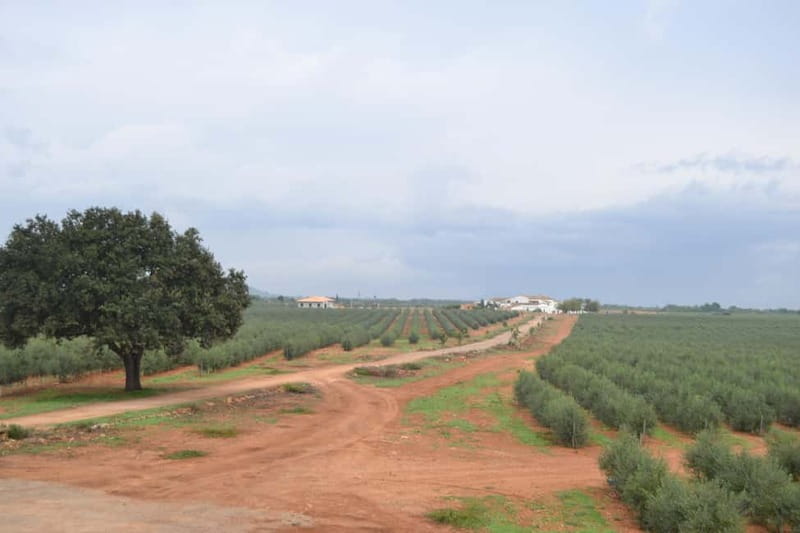 Mallorca: Bodega & Olives Minibustour with wine/oil tasting - First stop: the Tafona oil mill and how Mallorca olive oil is made