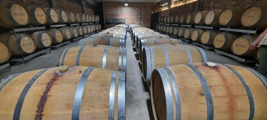 Mallorca: Bodega & Olives Minibustour with wine/oil tasting - Inside a typical bodega: wine making and why Mallorca matters