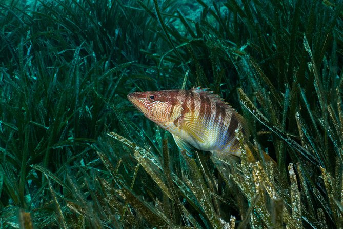 Mallorca: Discover Scuba Diving from the beach - A beach start that keeps things simple