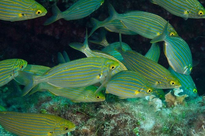 Mallorca: Discover Scuba Diving from the beach - What Happens Before You Go Under (Theory That Actually Helps)