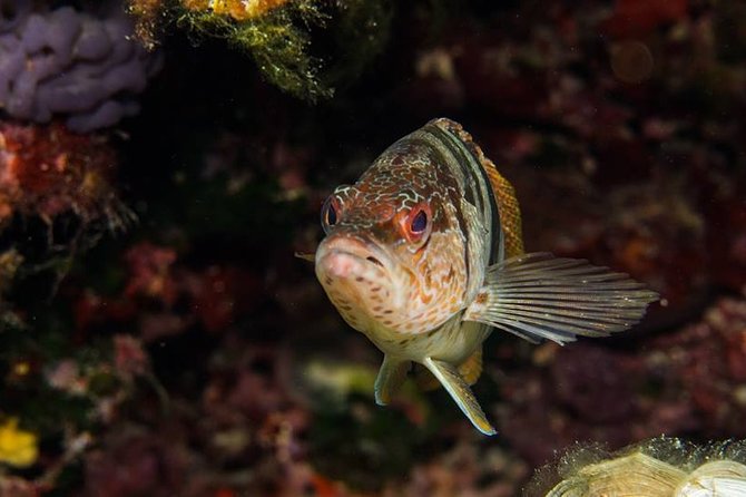 Mallorca: Discover Scuba Diving from the boat - Gear and Insurance: Why the Price Can Be Fair