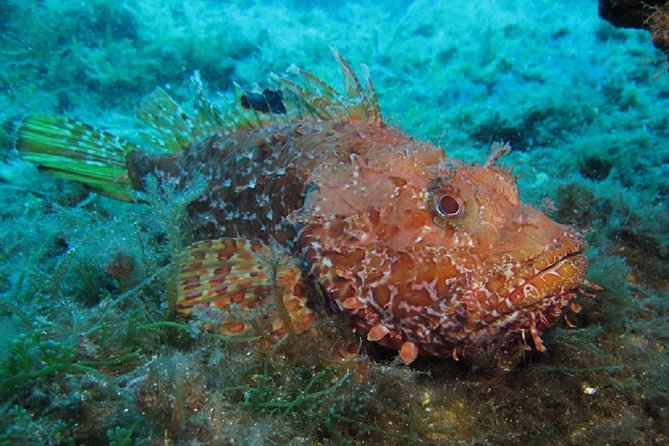 Mallorca: Discover Scuba Diving from the boat - On-Land Briefing: The Safety Stuff You Actually Use