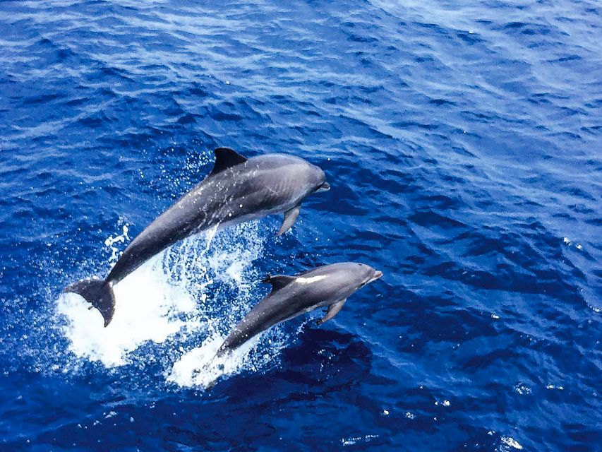 Mallorca: Dolphin Watching Cruise - The Real Deal on a 3-Hour Dolphin Cruise from Paguera or Santa Ponsa
