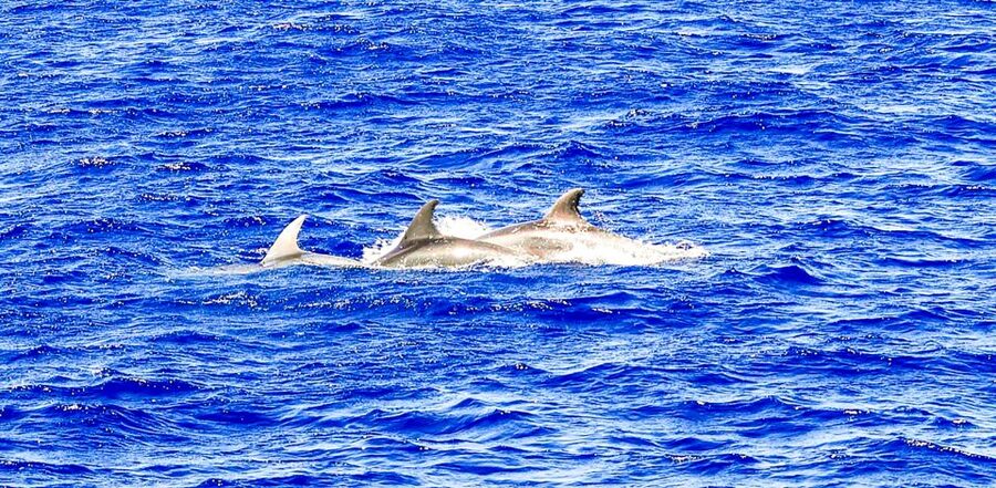 Mallorca: Dolphin Watching Cruise - Price ($54) and Value: What You Get for Your Money