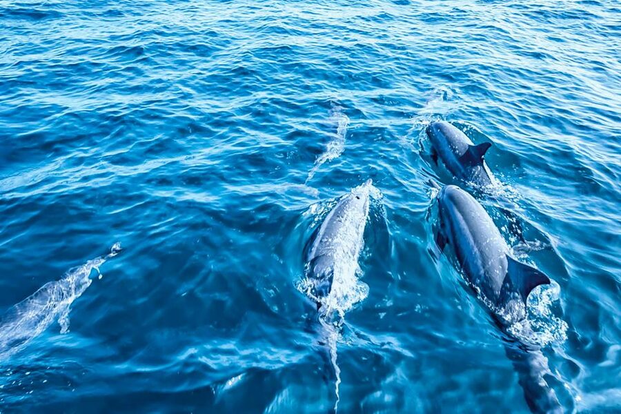 Mallorca: Dolphin Watching Cruise - What to Bring (and What to Leave at Home)