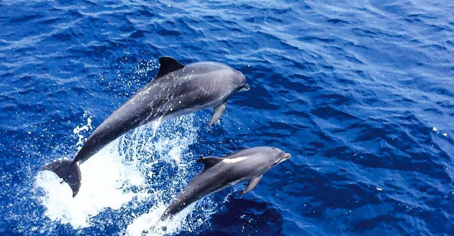Mallorca: Dolphin Watching Cruise - Where You Meet and How the Trip Starts (So You Don’t Miss the Best Seats)