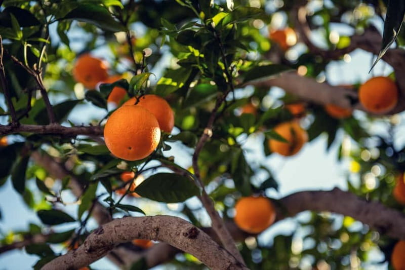 Mallorca: Full-Day Island Tour by Train, Tram, and Boat - Port de Sóller and the quick photo stop: catching the right angle
