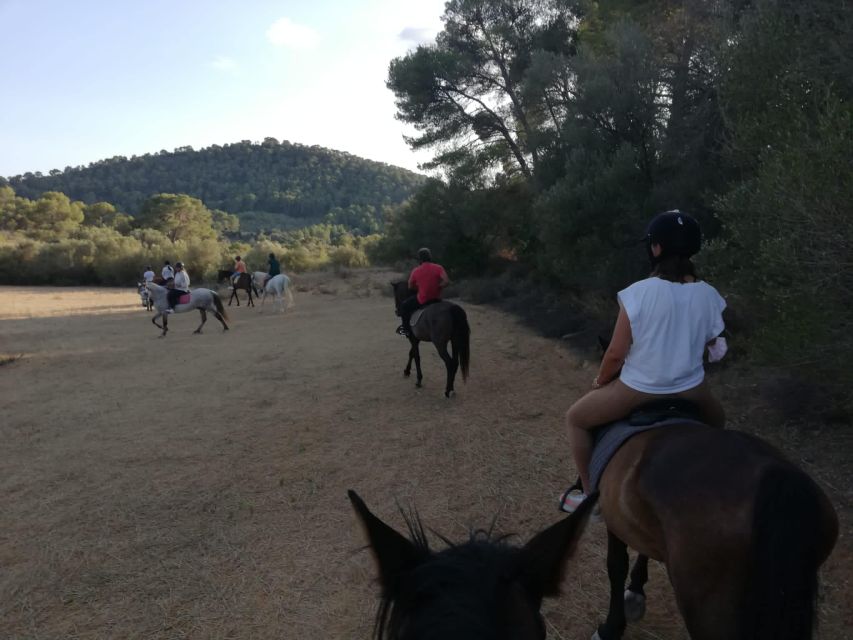 Mallorca: Guided Horseback Ride in Randa Valley - The trail plan: meadows, forests, and real valley views