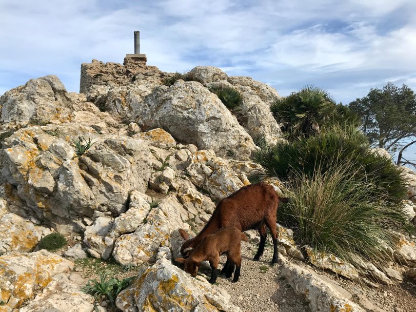 Mallorca: Hiking Adventure on the Alcúdia Peninsula - The Sa Talaia d’Alcúdia summit option (464 m) and the 360° reward