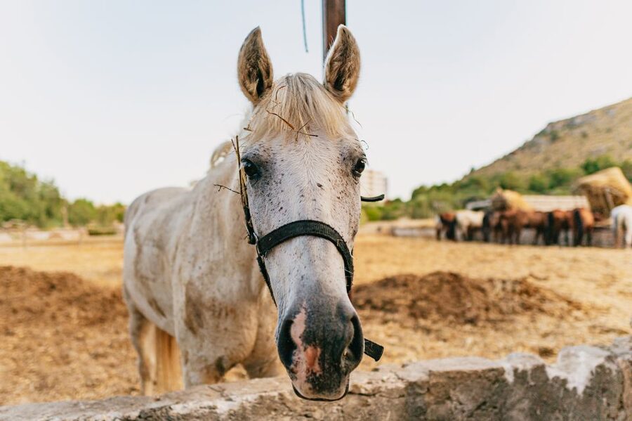 Mallorca: Horseback Riding Experience with Food Options - Ranxo Ses Roques: where your ride starts (and what to expect)