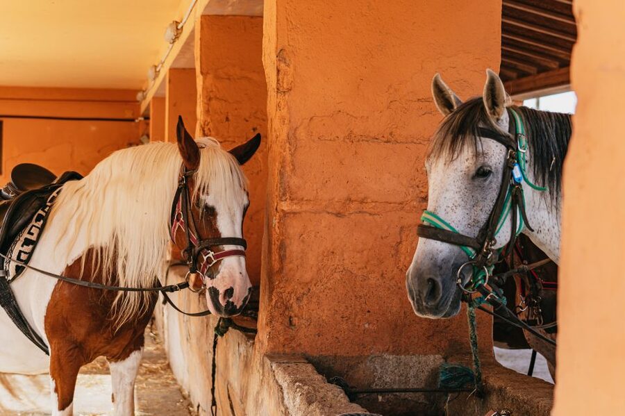 Mallorca: Horseback Riding Experience with Food Options - The guided horseback route: from trees up the mountain side