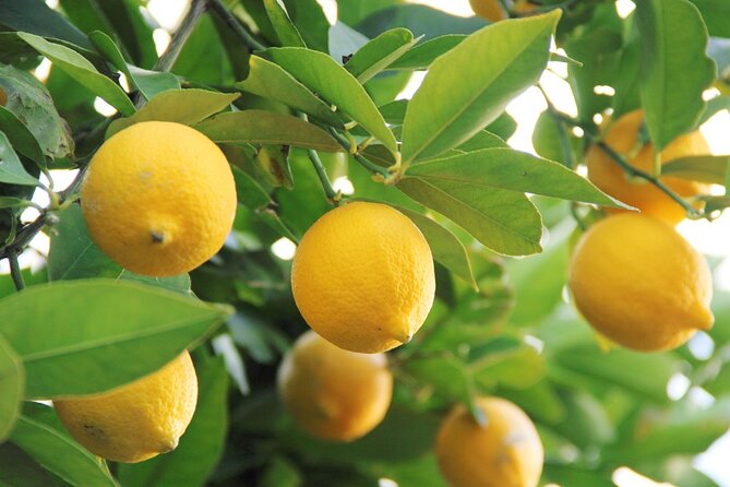 Mallorca Instafamous WEST: Valldemossa, Wine Experience and Palma - Mirador Sa Foradada and Son Marroig: The Photo Moment