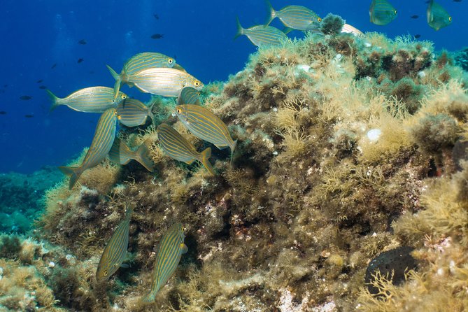 Mallorca: Open Water Diver Course - Your four open-water sessions up to 18 meters