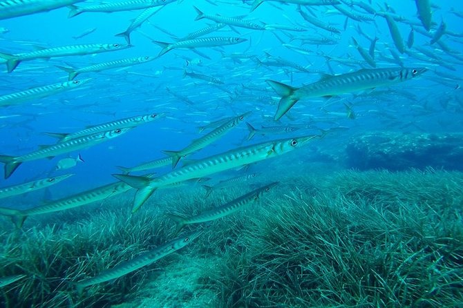 Mallorca: Open Water Diver Course - Who this course suits best (and who should think twice)