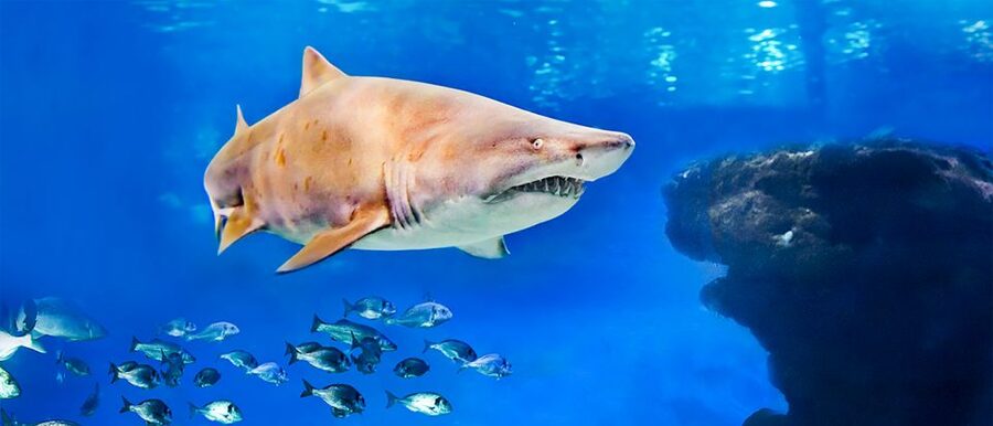 Mallorca: Palma Aquarium Entry Ticket w/ Optional 3D Cinema - Key highlights you should plan around