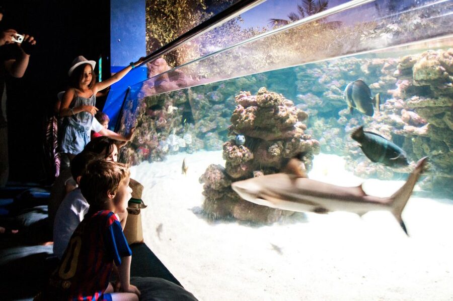 Mallorca: Palma Aquarium Entry Ticket w/ Optional 3D Cinema - Big Blue: the deep-shark tank that anchors the whole visit