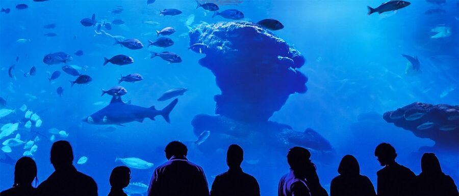 Mallorca: Palma Aquarium Entry Ticket w/ Optional 3D Cinema - The living corals exhibit: why it matters (and why it looks good)